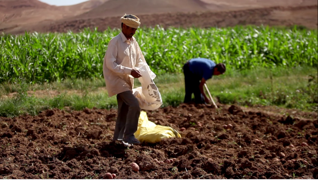 Agriculture traditionnelle marocaine